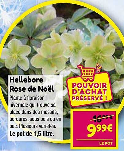 hellebore  rose de noël