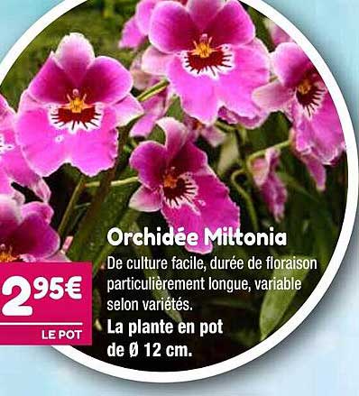 orchidée  miltonia