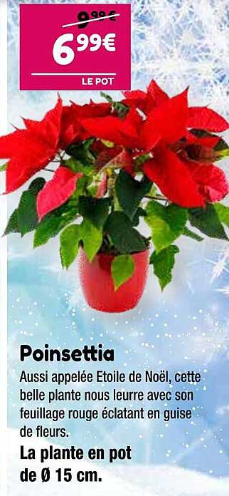 poinsettia