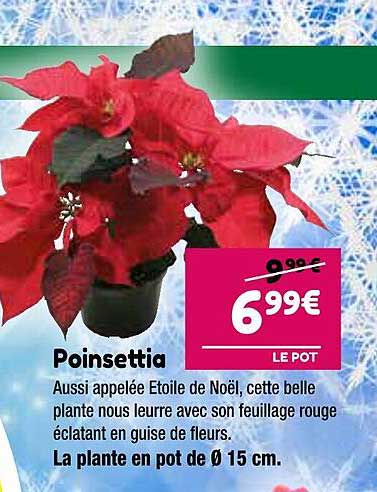 poinsettia