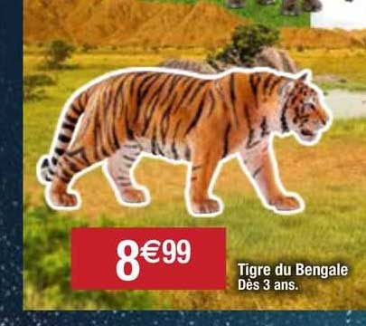 Tigre Du Bengale