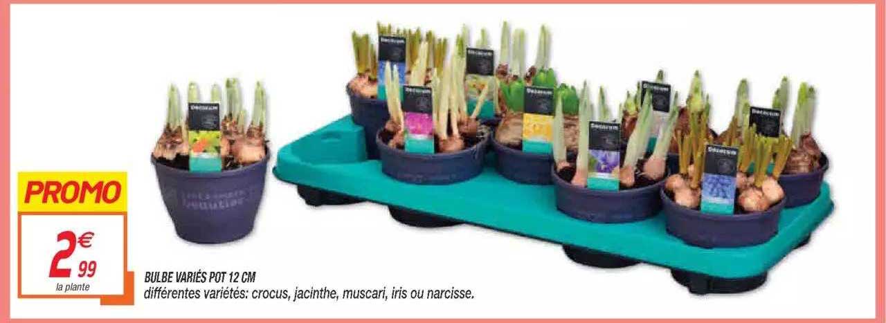 bulbe variés pot 12 cm