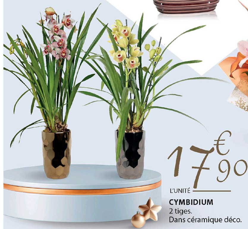 cymbidium