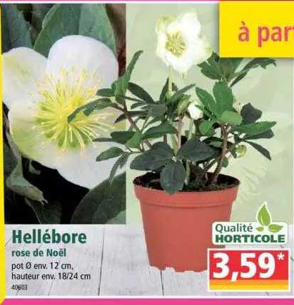hellébore