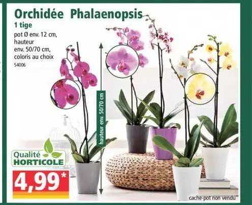 orchidée phalaenopsis 1 tige