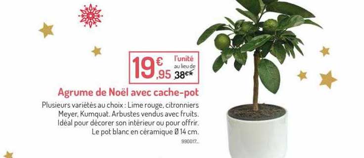 agrume de noël avec cache-pot