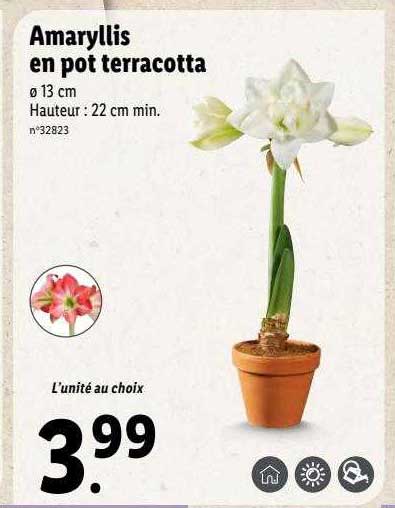 amaryllis en pot terracotta