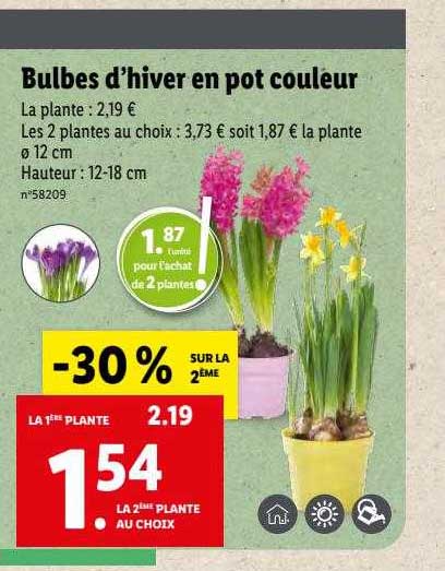 Bulbes D'hiver En Pot Couleur