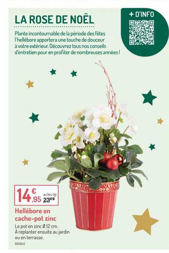 hellébore en cache-pot zinc