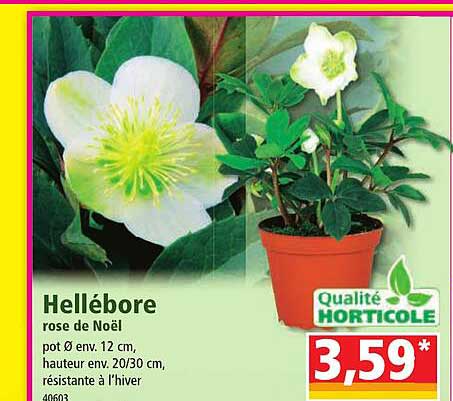 hellébore rose de noël