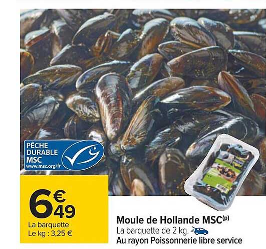 moule de holland msc