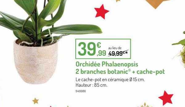 orchidée phalaenopsis 2 branches botanic + cache-pot