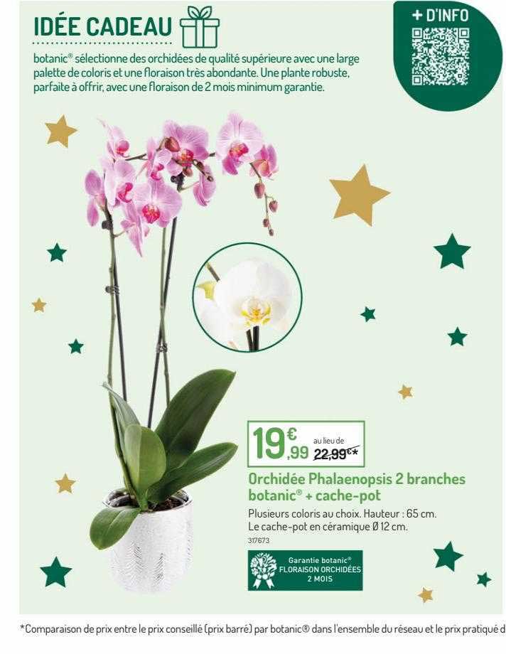 orchidée phalaenopsis 2 branches botanic + cache-pot