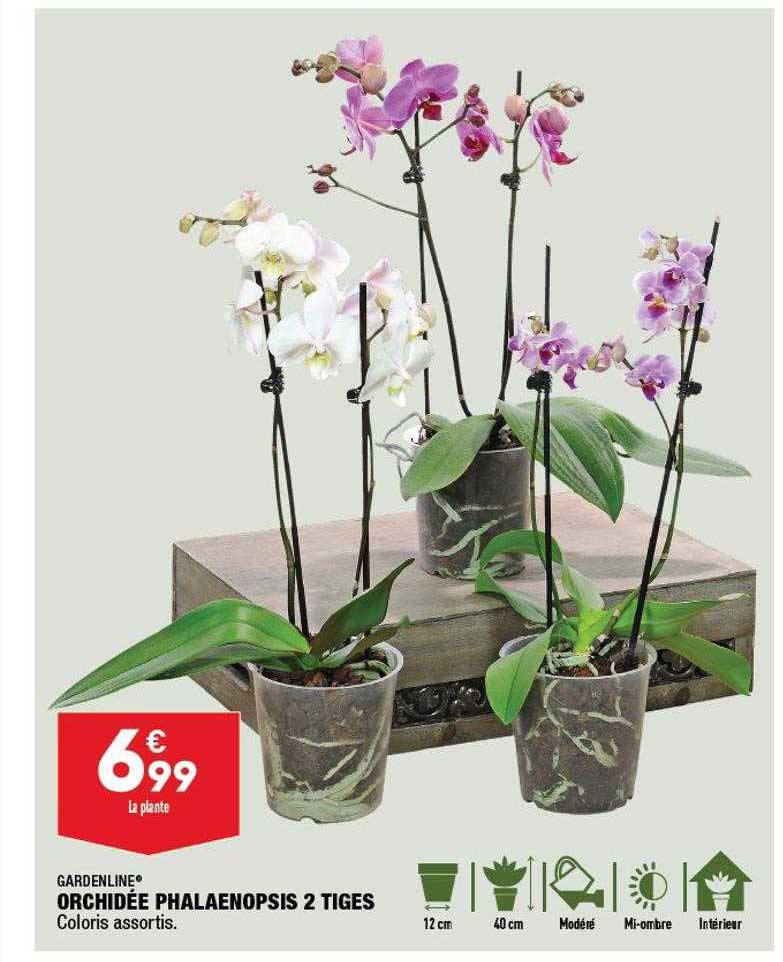 Orchidée Phalaenopsis 2 Tiges Gardenline