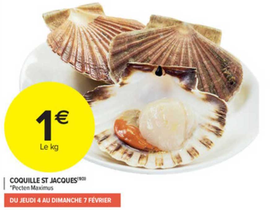 coquille st jacques