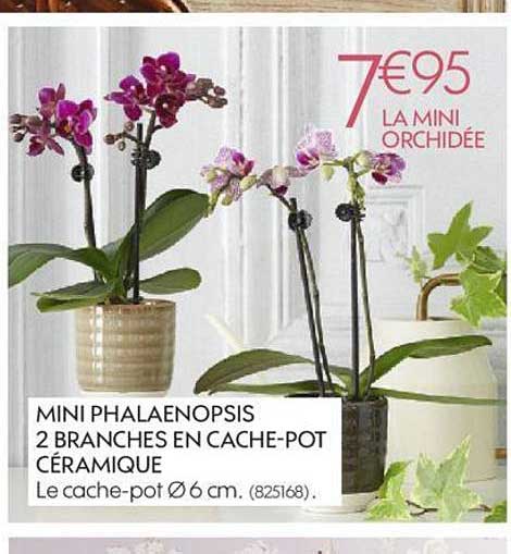 mini phalaenopsis 2 branches en cache-pot céramique
