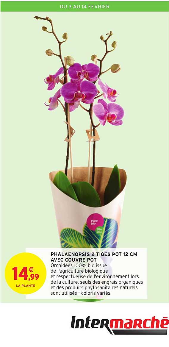 phalaenopsis 2 tiges pot 12 cm avec couvre pot