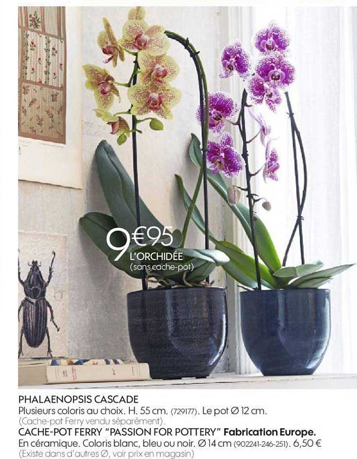 phalaenopsis cascade, cache-pot ferry " passio for pottery"