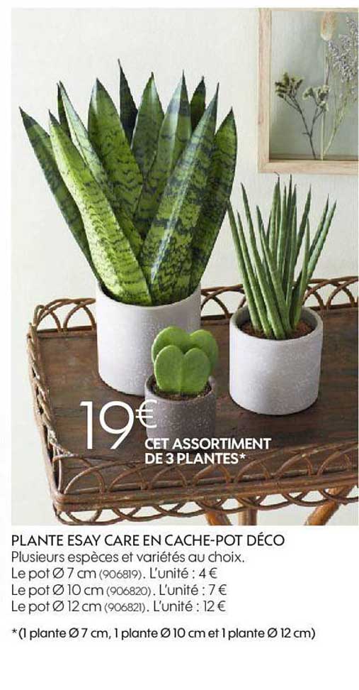 plante esay care en cache-pot déco