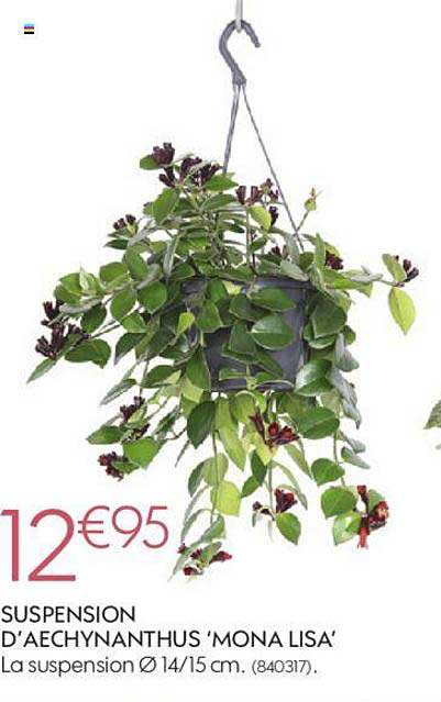 suspension d'aechynanthus "mona lisa"