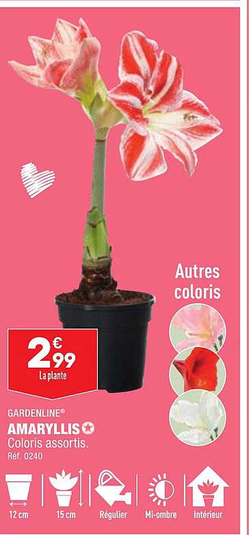 amaryllis gardenline