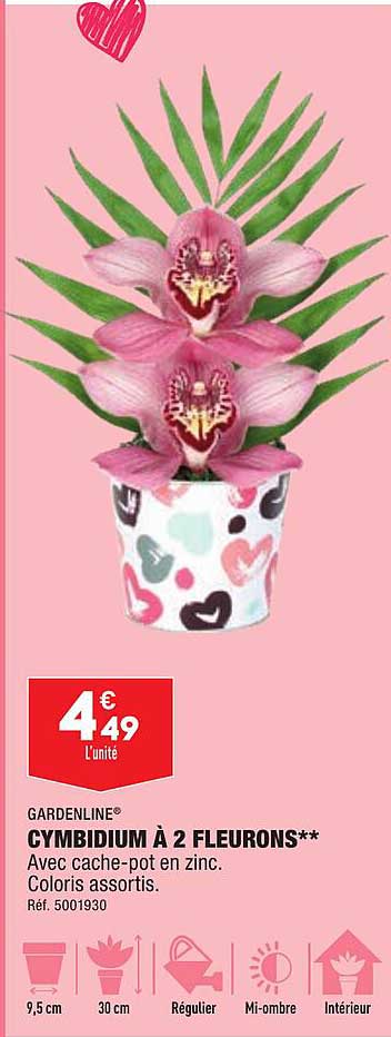 cymbidium à 2 fleurons gardenline