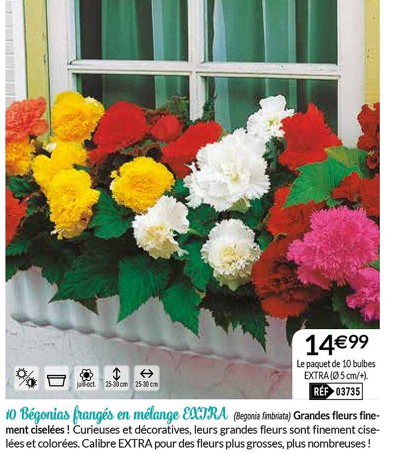 10 bégonias frangés en mélange extra