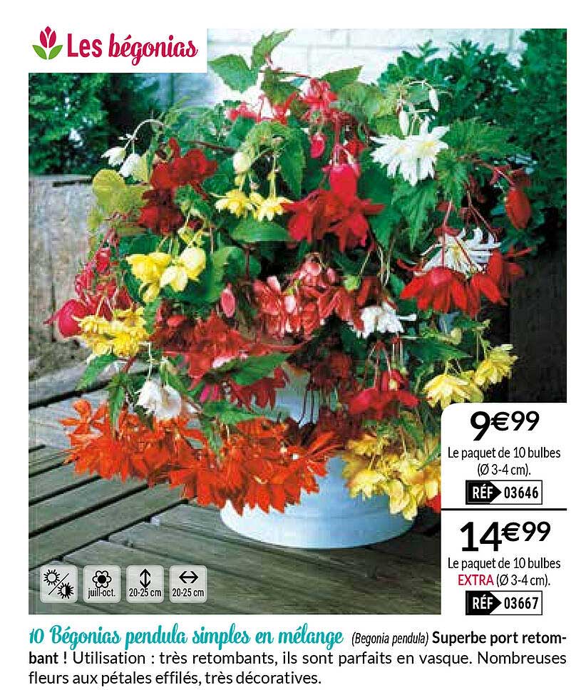 10 bégonias pendula simples en mélange