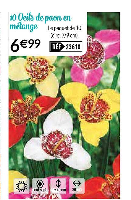 10 œils De Paon En Mélange