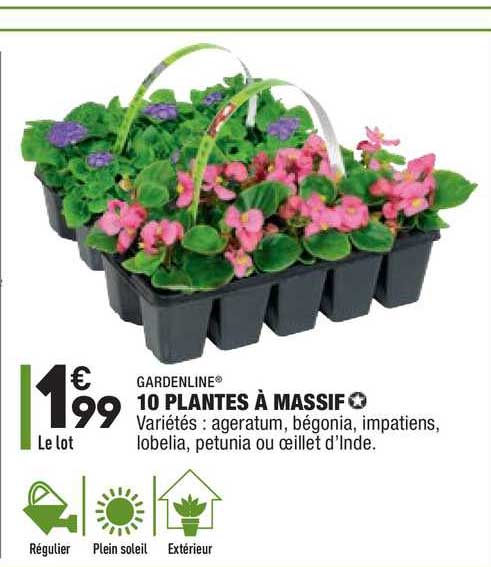 10 Plantes à Massif Gardenline