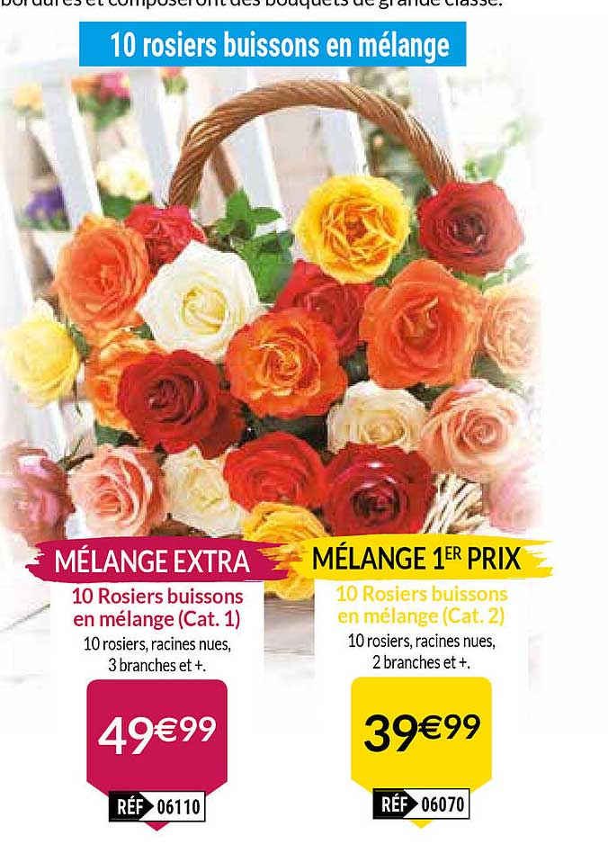 10 rosiers buissons en mélange