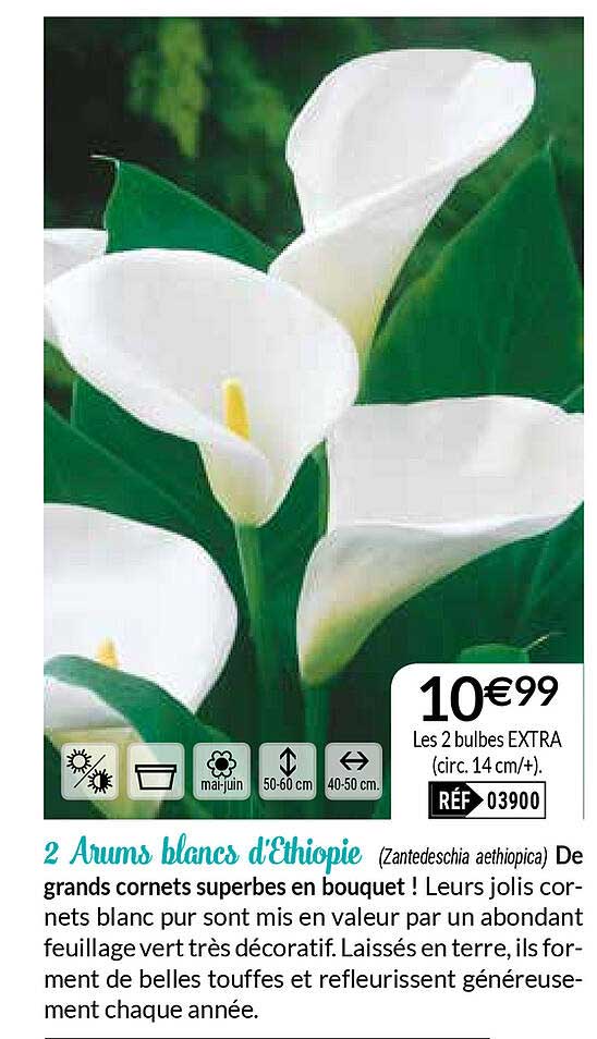 2 arums blancs d'ethiopie