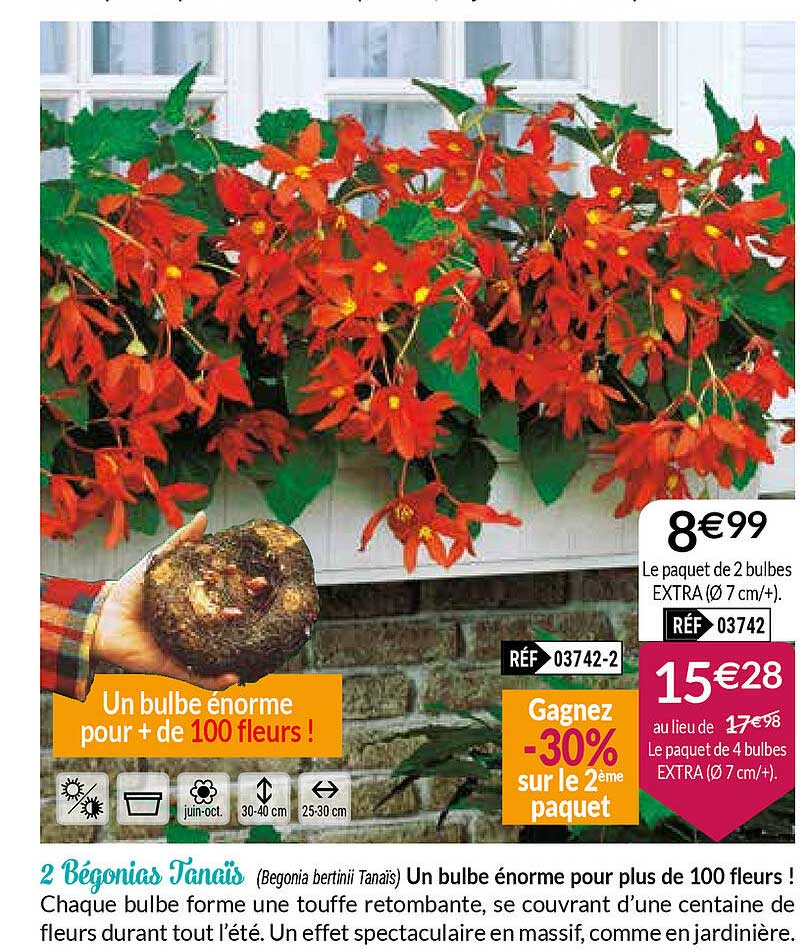 2 Bégonias Tanaïs