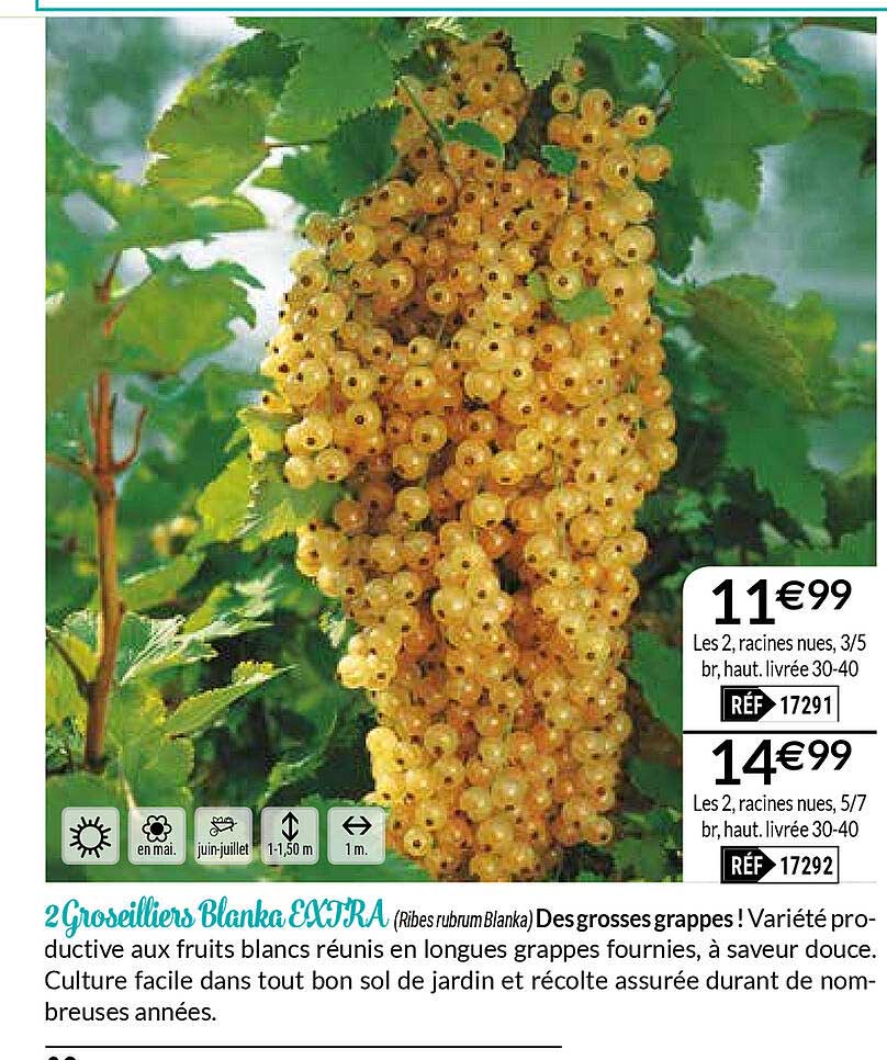 2 groseilliers blanka extra