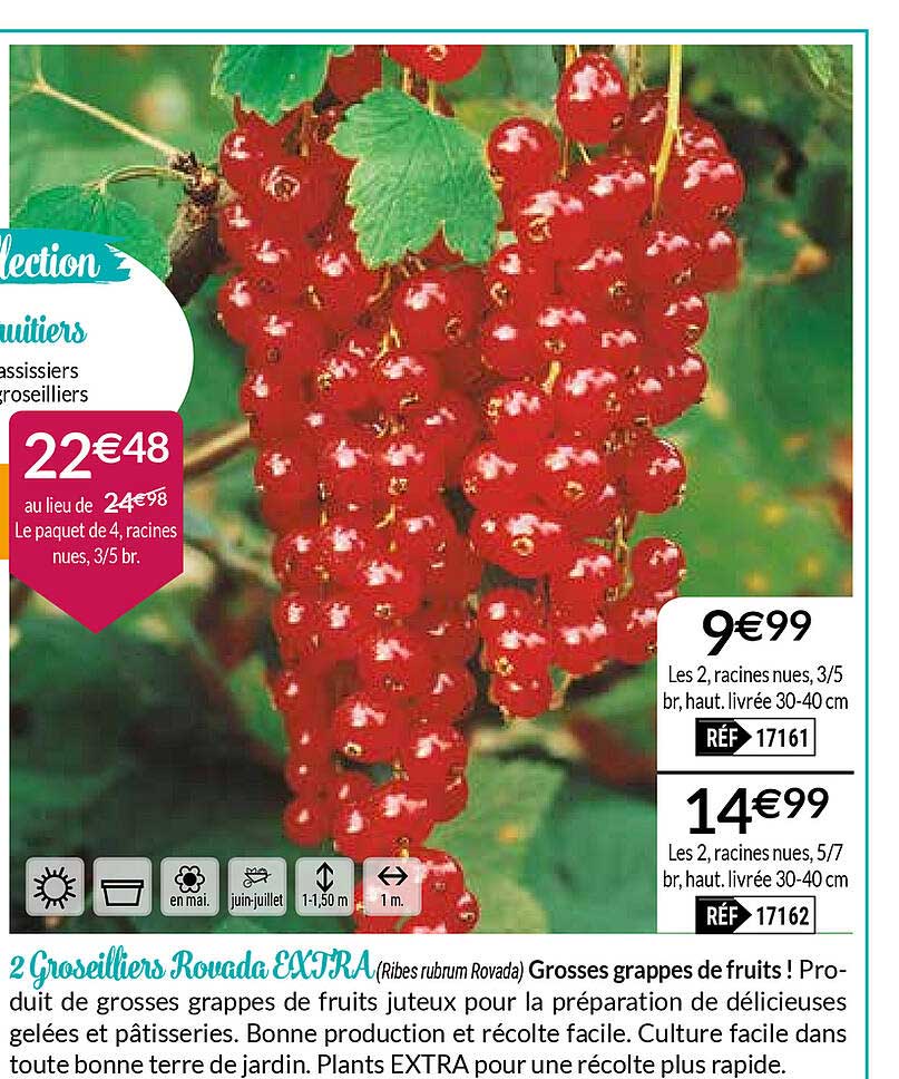 2 groseilliers rovada extra