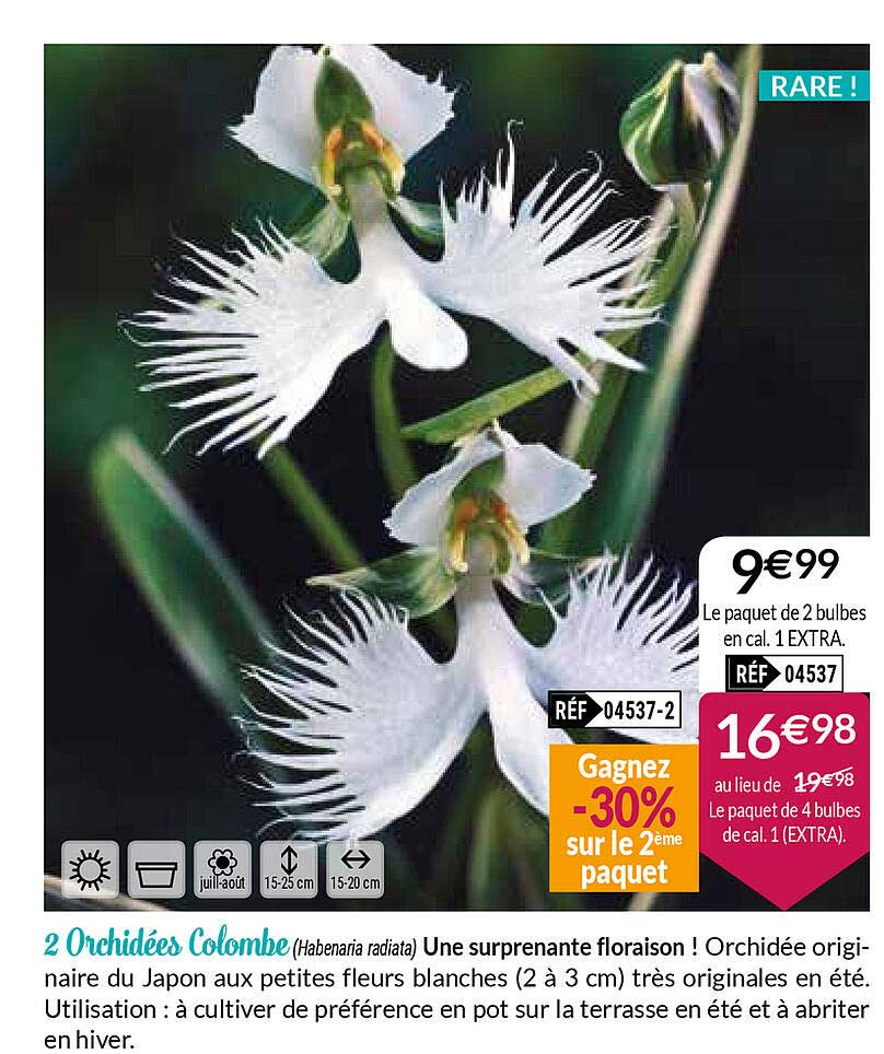 2 orchidées colombe