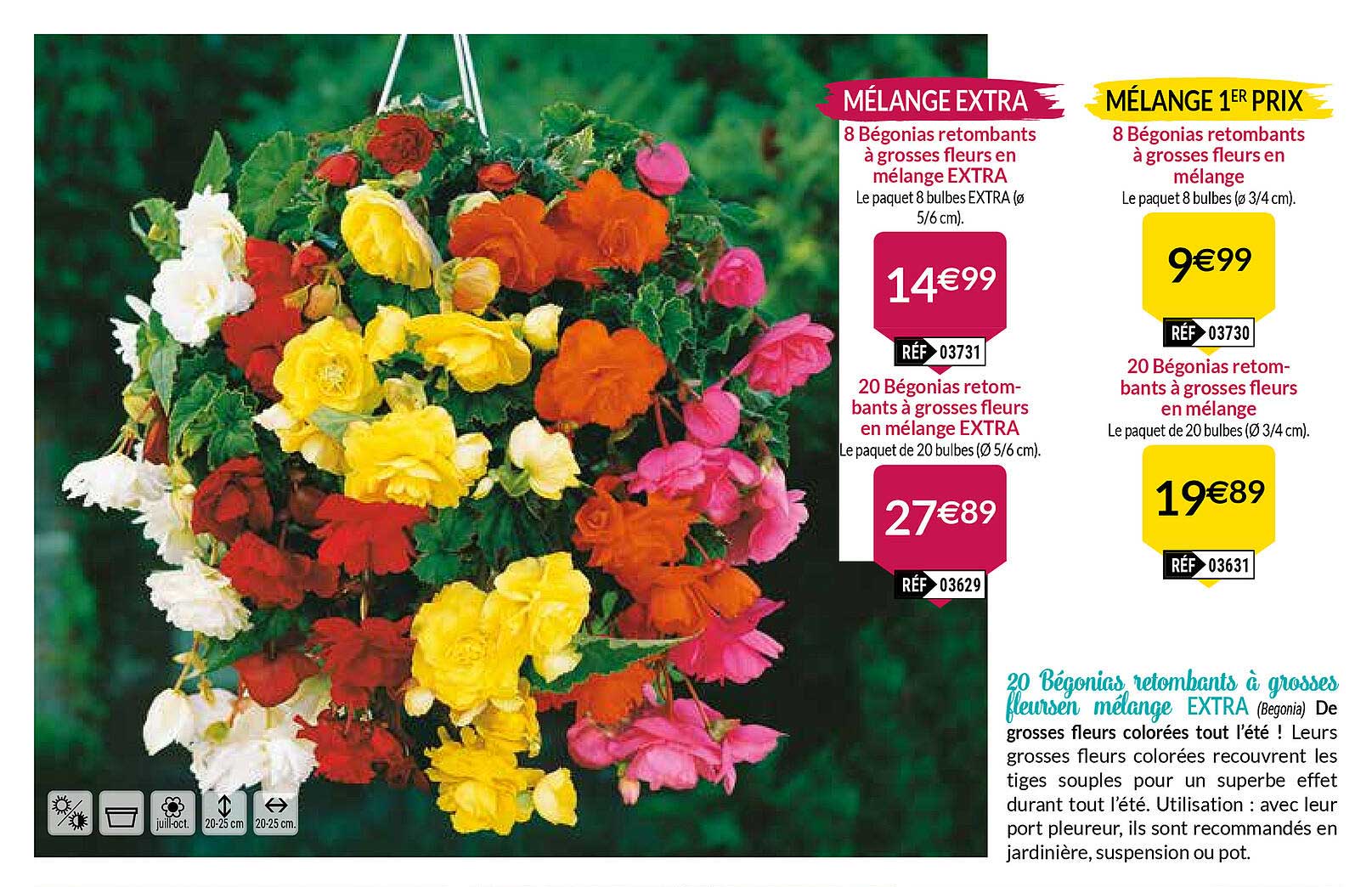 20 bégonias retombants à grosses fleursen mélange extra
