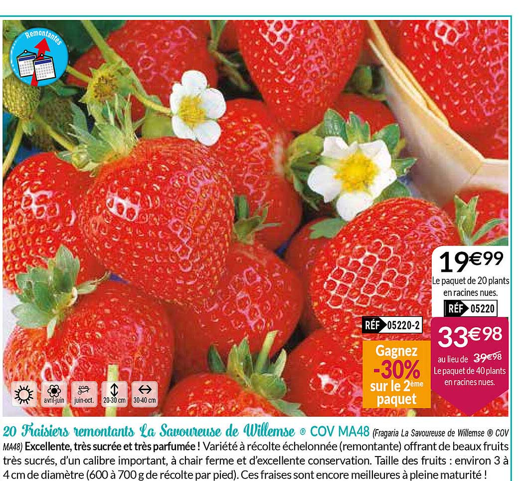 20 fraisiers remontants la savoureuse de villemse cov ma48