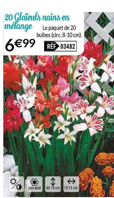 20 glaïeuls nains en mélange