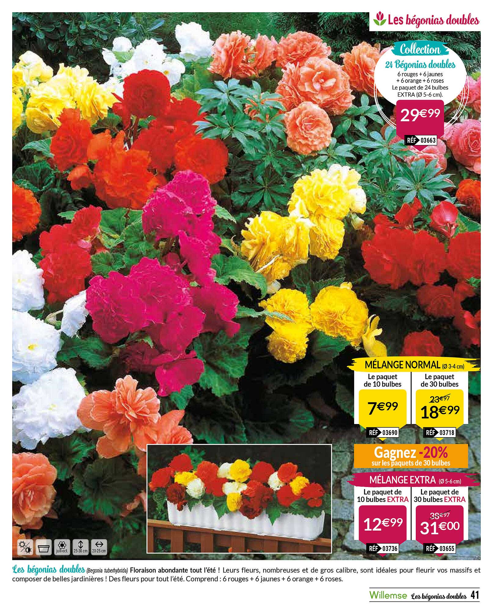 24 bégonias doubles