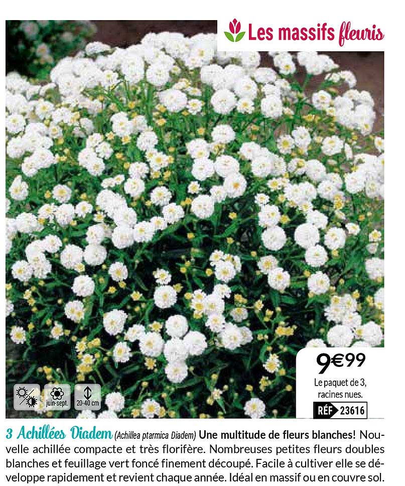 3 Achillées Diadem