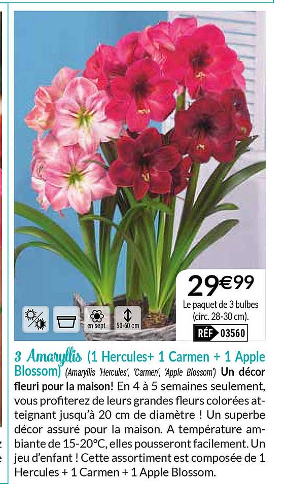 3 amaryllis (1 hercules + 1 carmen + 1 apple blossom)