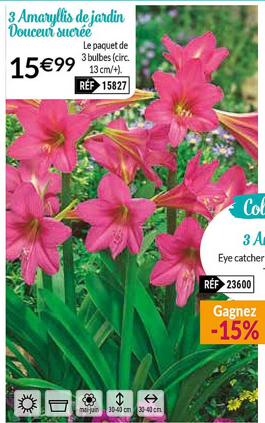 3 amaryllis de jardin douceur sucrée