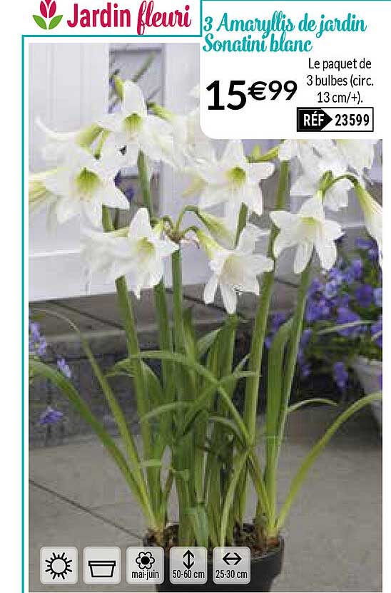 3 amaryllis de jardin sonatini blanc
