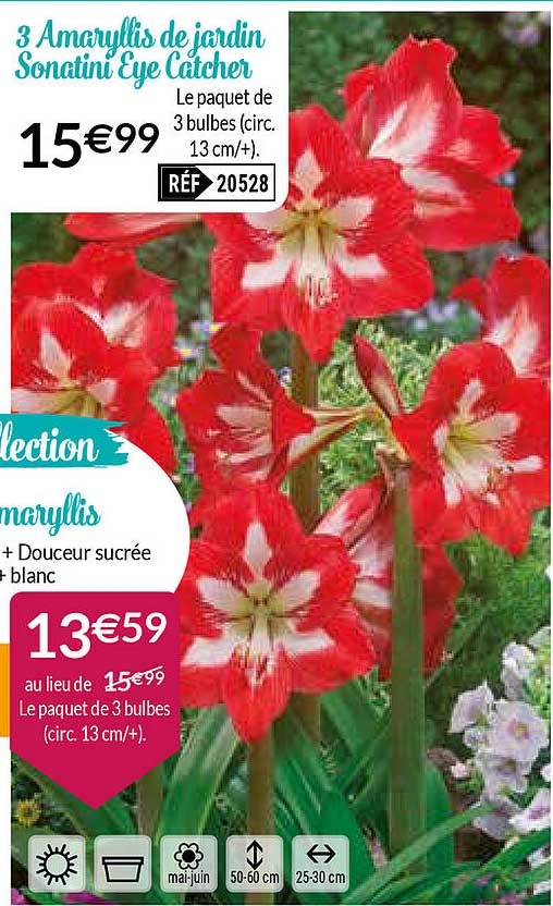 3 amaryllis de jardin sonatini eye catcher