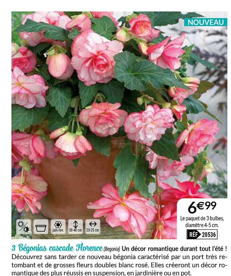 3 bégonias cascade florence