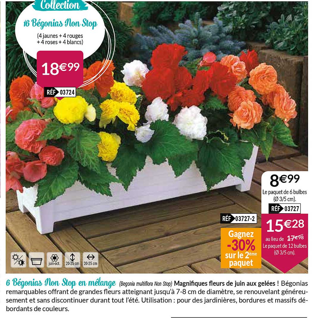 3 bégonias non stop en mélange