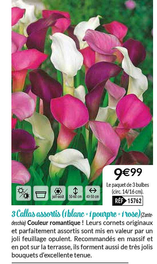 3 callas assortis (1 blanc + 1 pourpre + 1 rose)