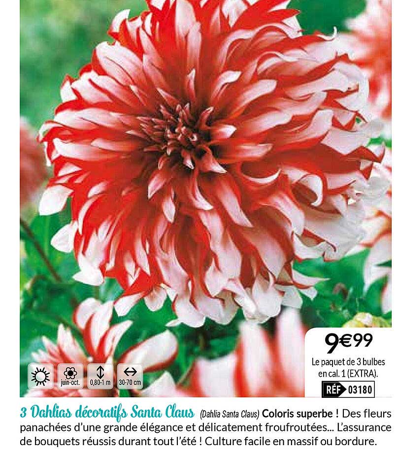 3 dahlias décoratifs santa claus