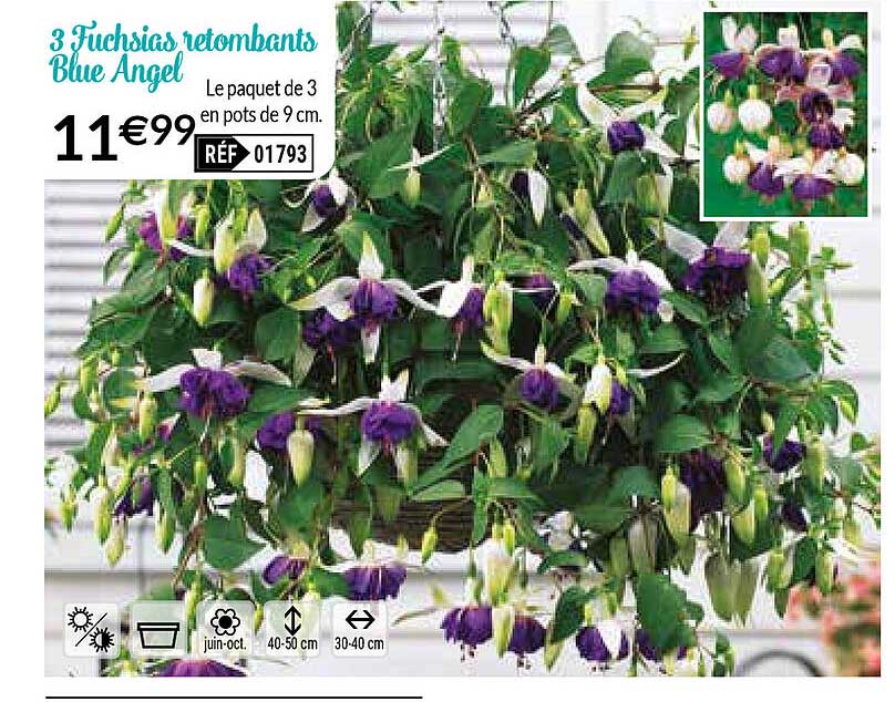 3 fuchsias retombants blue angel